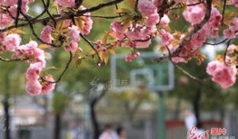 樱花校园最新装扮爆料版,青春时尚潮流来袭